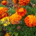 French Marigold Flower Garden Seeds - Petite Mixture - 1 Lb - Annual Flower Gardening Seeds - Tagetes patula   566986391
